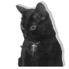 mrs.Purr
